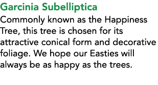 Garcinia Subelliptica Commonly known as the Happiness Tree, this tree is chosen for its attractive conical form and d...