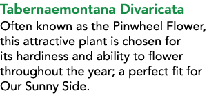 Tabernaemontana Divaricata Often known as the Pinwheel Flower, this attractive plant is chosen for its hardiness and ...