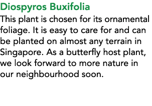 Diospyros Buxifolia This plant is chosen for its ornamental foliage. It is easy to care for and can be planted on alm...