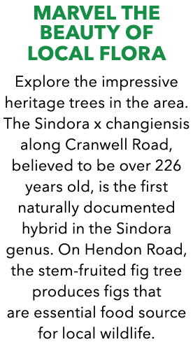 Marvel the Beauty of Local Flora Explore the impressive heritage trees in the area. The Sindora x changiensis along C...